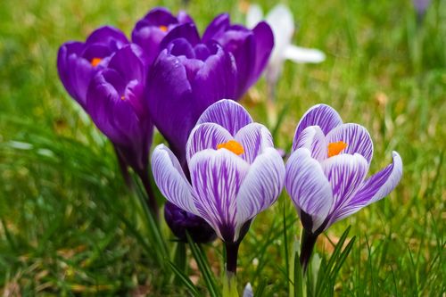 bloom-blooming-blossom-355663